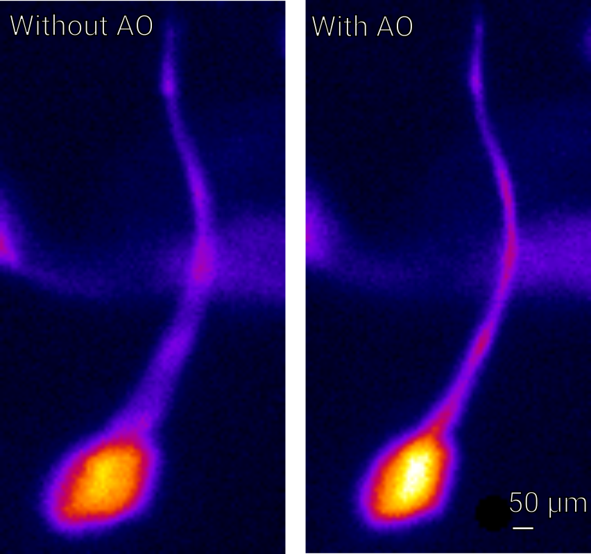 Pig sperm cells imaged in the light-sheet microscope: without adaptive optics on the left, with aberration correction on the right.
