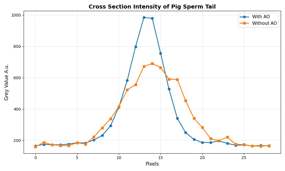 Measured intensity profile across the pig sperm tail, before and after correction.