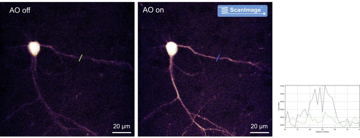 Two-photon images of a single neuron in a fixed mouse brain slice, AO off versus AO on: after correction with the DPP, dendrites and dendritic spines are clearly resolved. Intensity profiles across one dendrite are compared at the right.