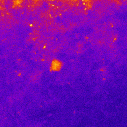 Fixed mouse brain at 320 &micro;m depth, three-photon, AO off