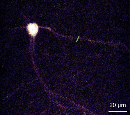 A single neuron in a fixed mouse brain slice, imaged 200 &micro;m deep with two-photon excitation and no adaptive optics: the soma and a few faint dendrites