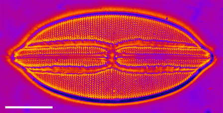 The same diatom as a 3D projection from a z-stack acquired with the tunable lens: the pore rows are resolved across the whole frustule