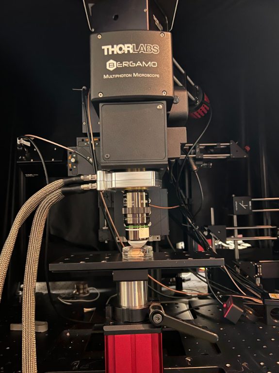 Thorlabs Bergamo multiphoton microscope with the Delta 7 integrated below the scan head